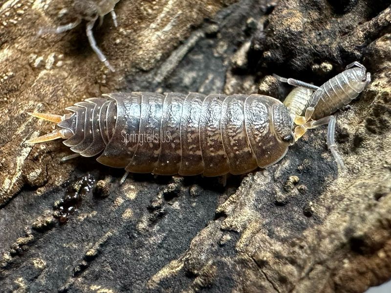 10ct Flamingo Isopods (Porcellionides virgatus)