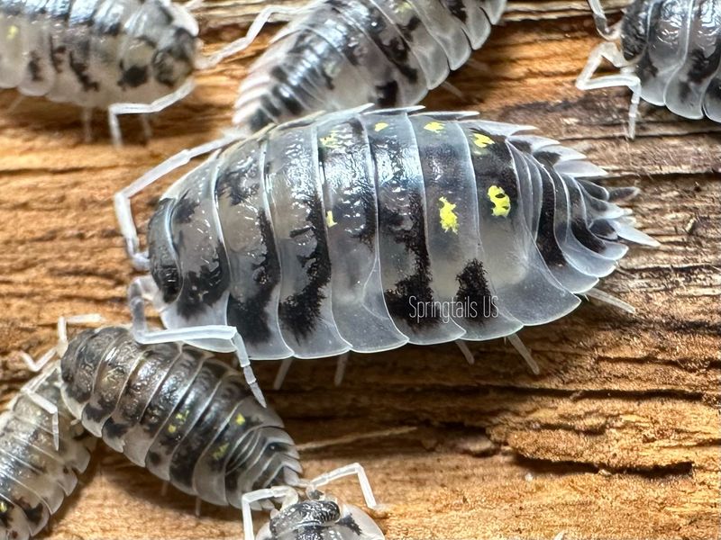 10ct Mardi Gras Dalmatian Isopods (Oniscus asellus)