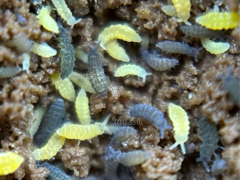 50 F1 Springtails (Ceratophysella isabellae)