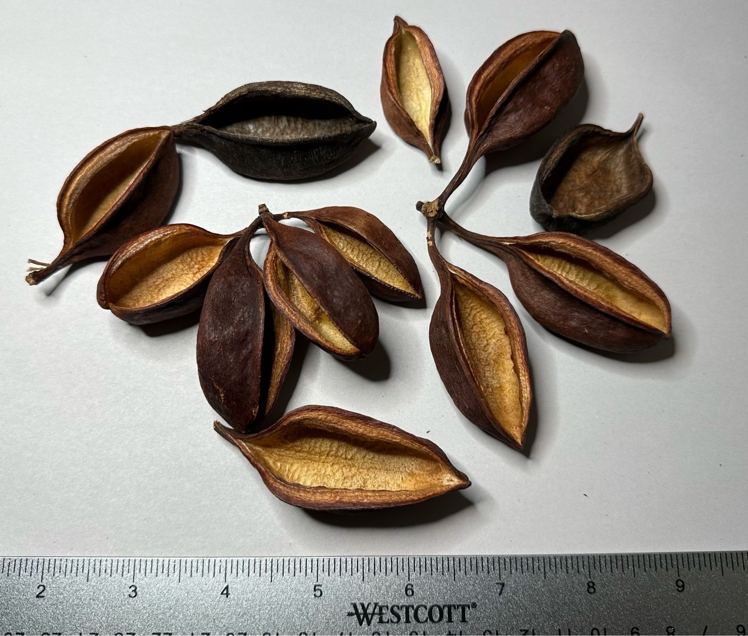 1pc Assorted Bottle Tree Seed Pod