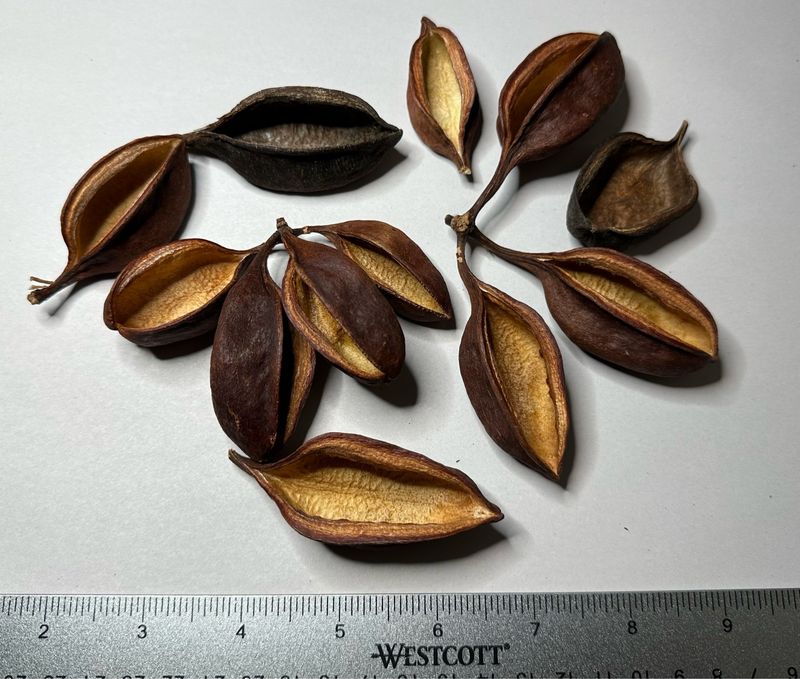 1pc Assorted Bottle Tree Seed Pod