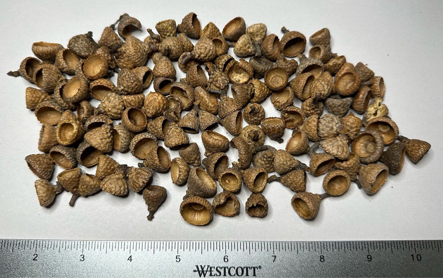 2oz Acorn Caps