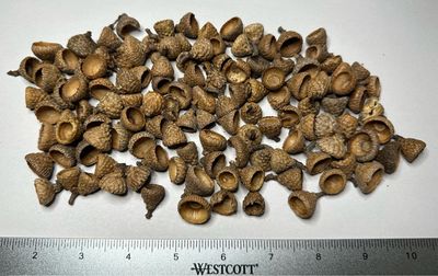 2oz Acorn Caps