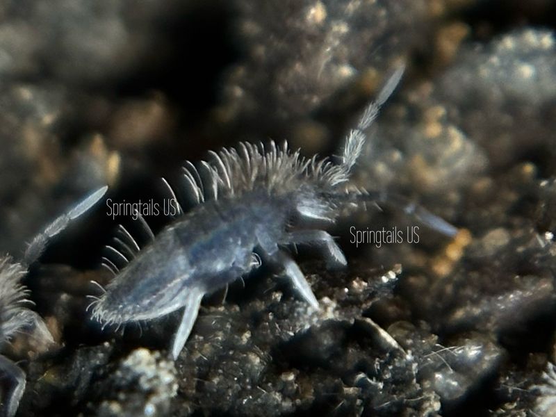 25 Grizzled Springtails (Entomobrya griseoolivata)