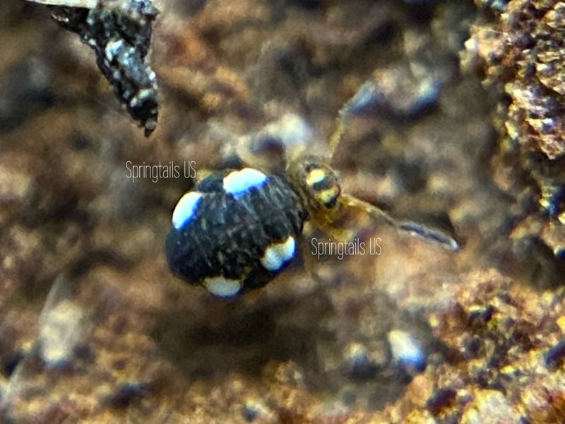 25 Sminthurinus quadrimaculatus