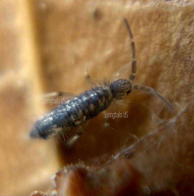 50 Seira bipunctata