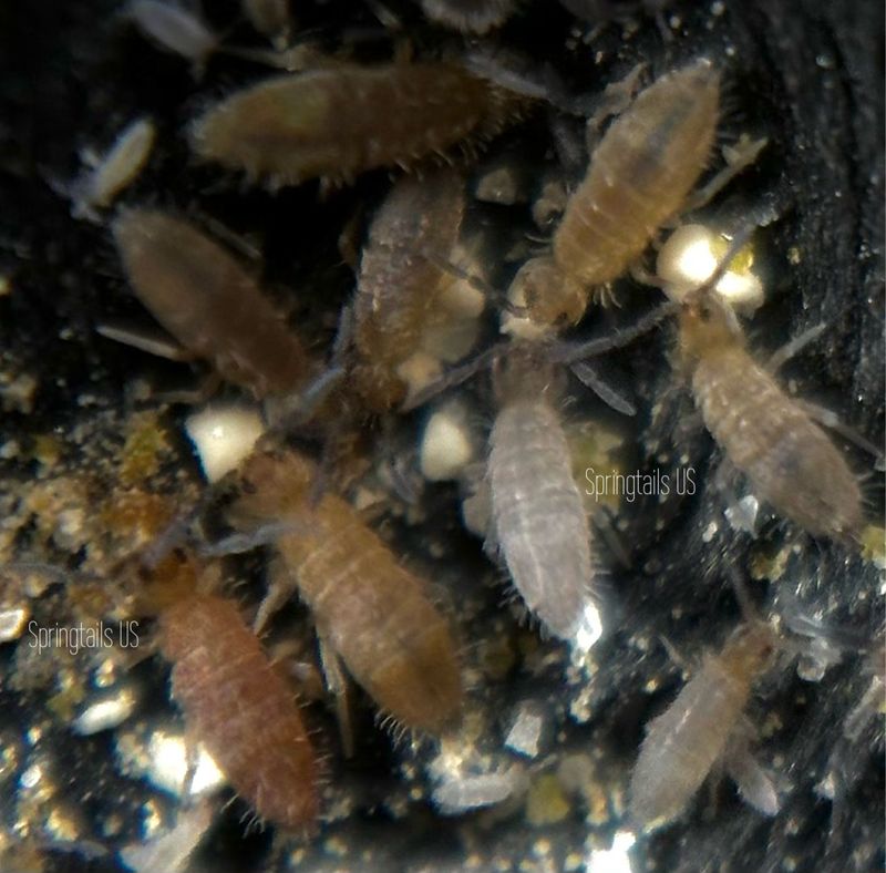 50 Varicolored Springtails (Entomobrya confusa)