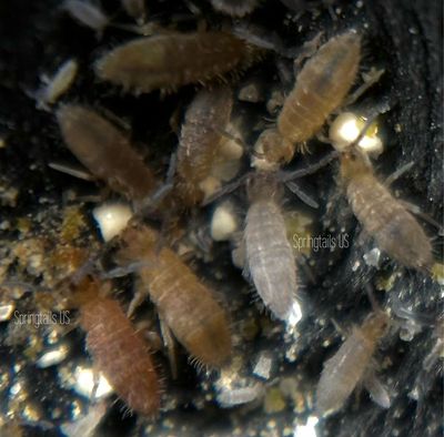50 Varicolored Springtails (Entomobrya confusa)