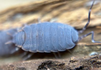 10ct Flowery Blue Isopods (Porcellionides floria)