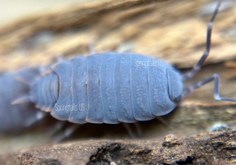 10ct Flowery Blue Isopods (Porcellionides floria)