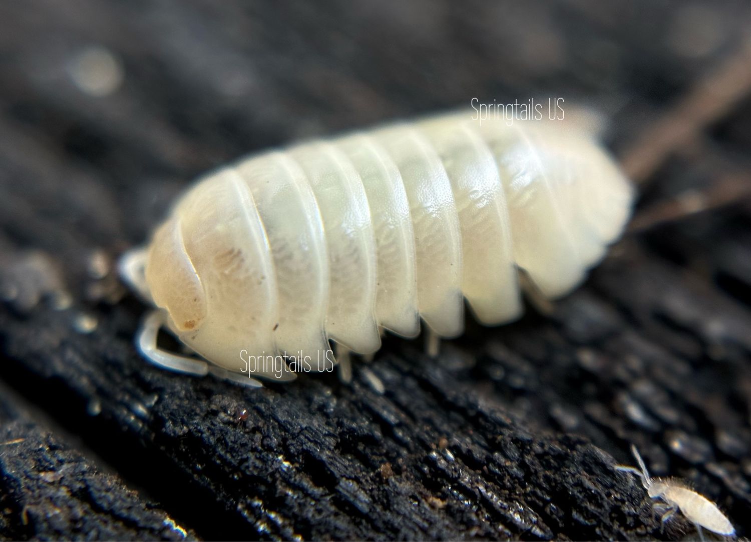 10ct T- Albino Isopods (Armadillidium vulgare)