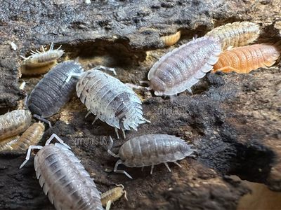 10ct Porcellio scaber “Morph Mix”