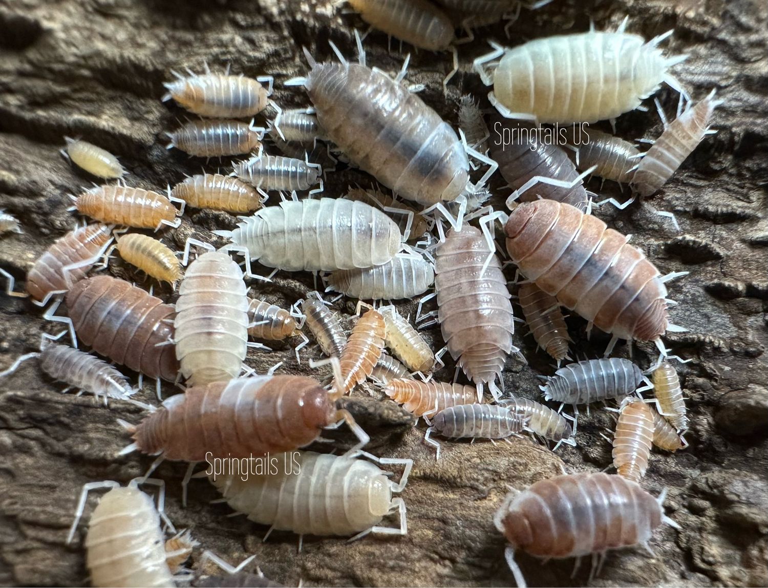 10ct Porcellionides pruinosus “Morph Mix”