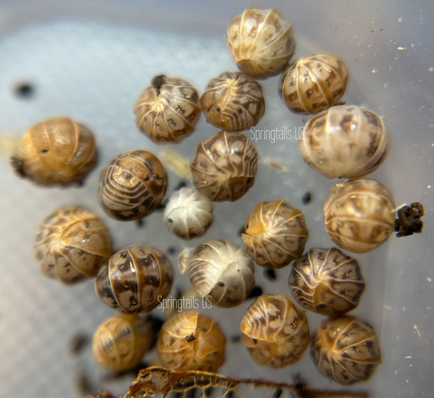 10ct Venezillo parvus “Lottery Ticket”