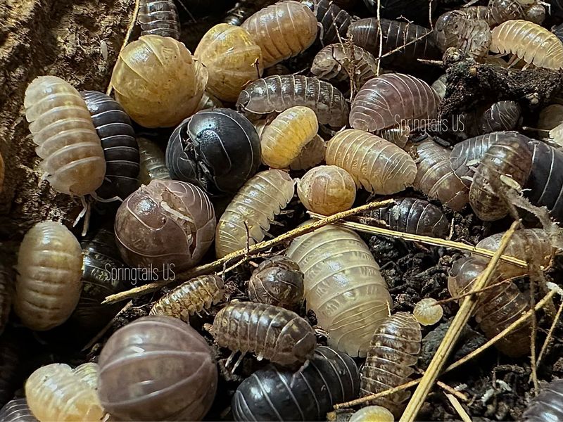 10ct Arizona Sunrise Isopods (Armadillidium vulgare)