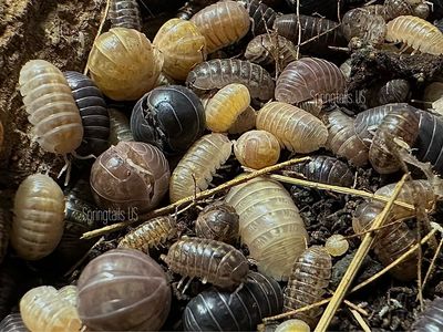 10ct Arizona Sunrise Isopods (Armadillidium vulgare)