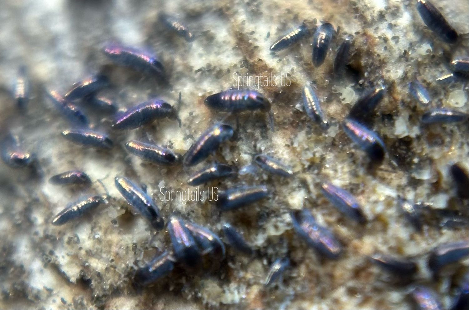 30 Blacklight Springtails (Lepidocyrtus violaceus)