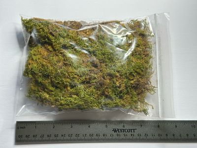 Live Dried Fern Moss (Quart Sized Bag)