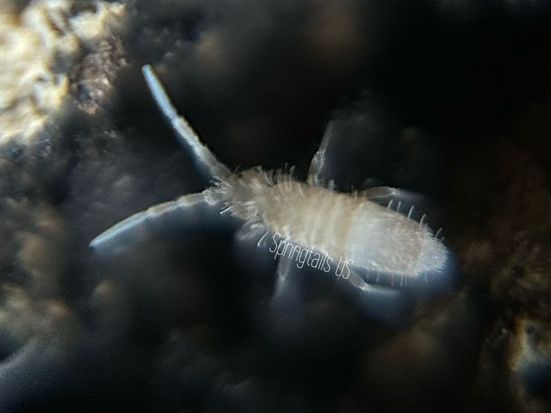 50ct Sinella curviseta