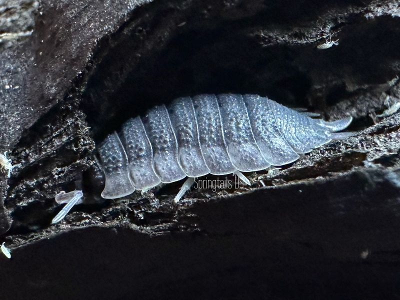 10ct Excalibur Isopods (Porcellio scaber)