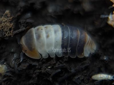 10ct White Shark Isopod (Cubaris sp.)