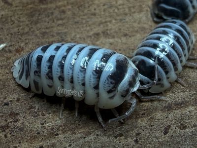 10ct High White Zebra (Armadillidium maculatum)