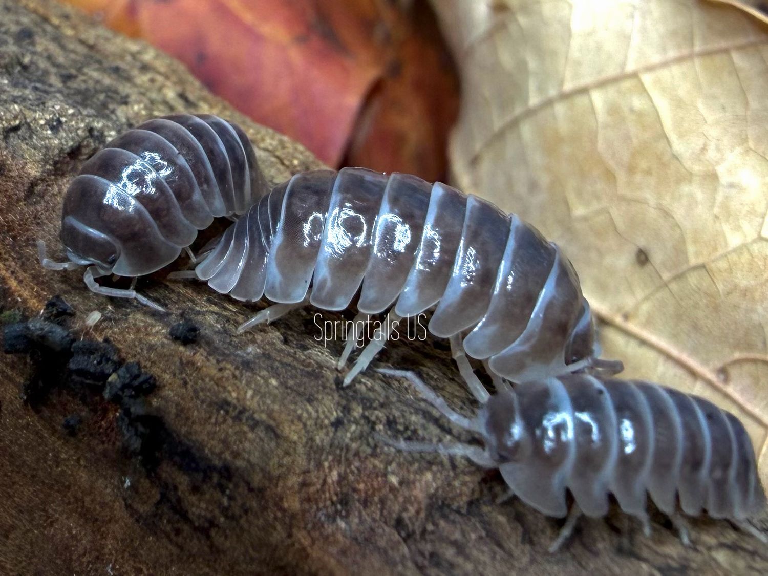 10ct "Angel" (Armadillidium maculatum)
