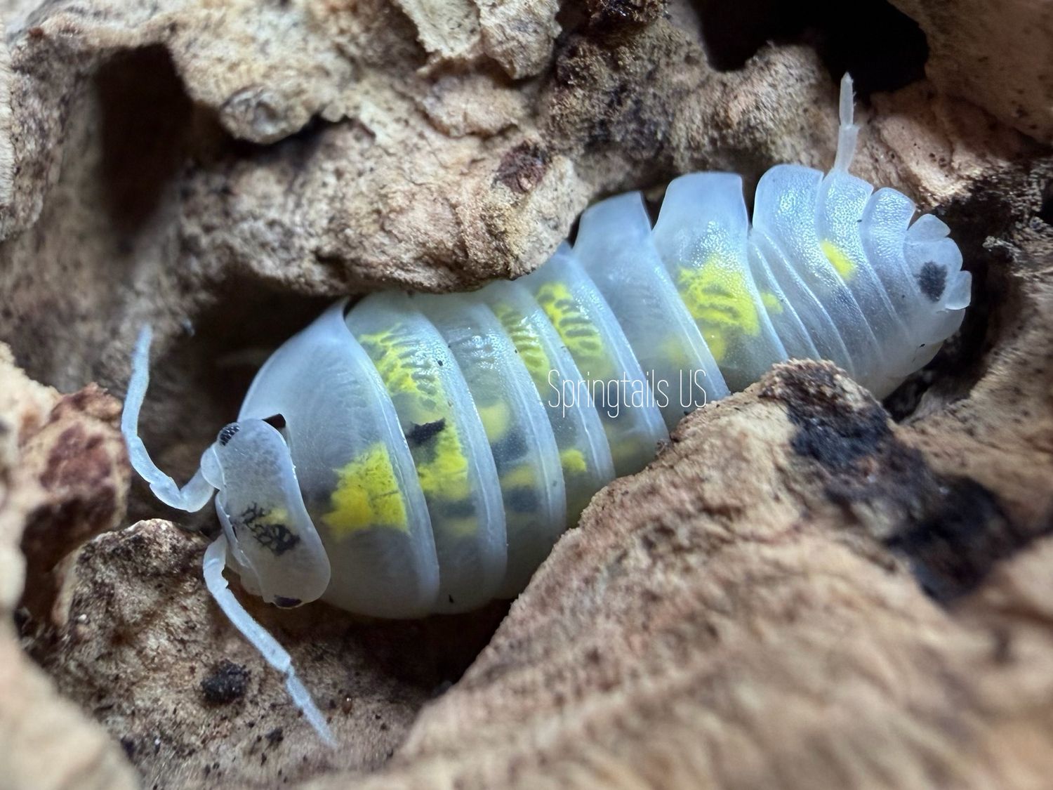 10ct Pure Line Magic Potion (Armadillidium vulgare)