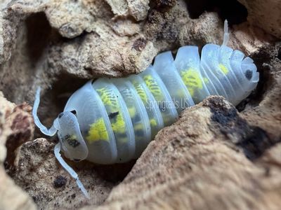 10ct Pure Line Magic Potion (Armadillidium vulgare)