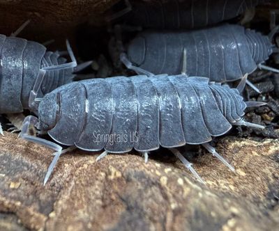10ct "Estacado Ghost Town" (Porcellionides pruinosus)