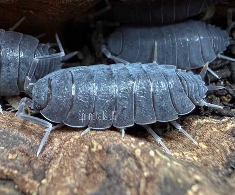 10ct "Estacado Ghost Town" (Porcellionides pruinosus)