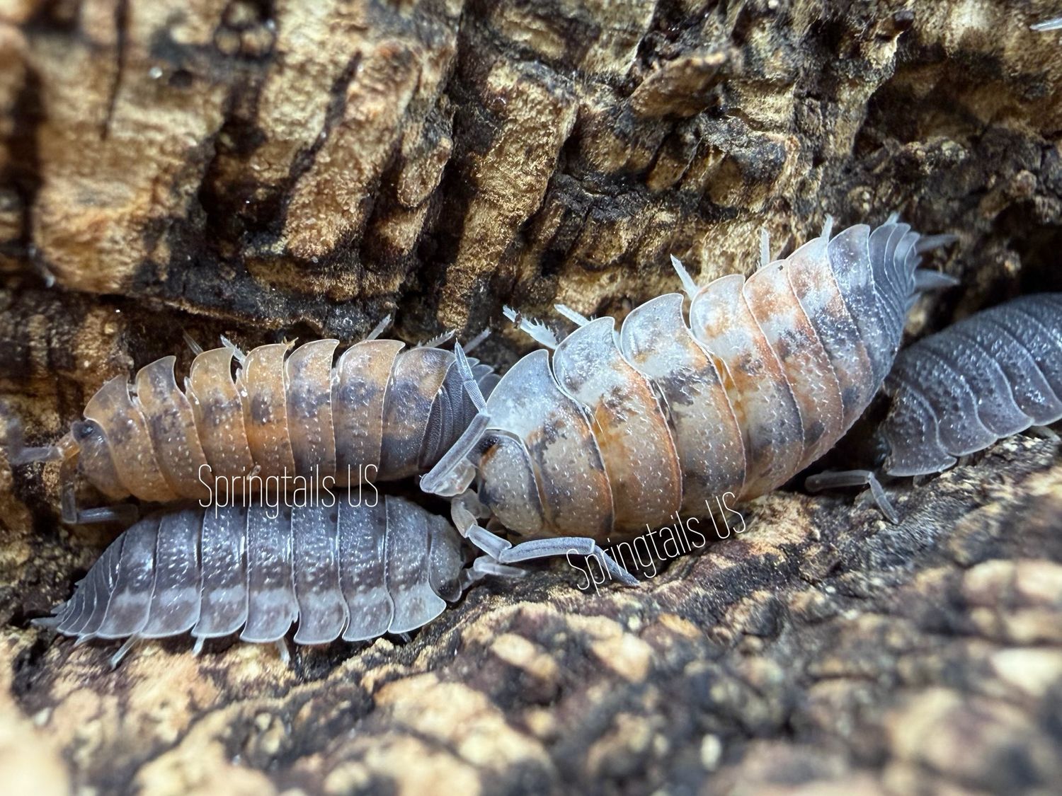 10ct Agni Kai (Porcellio scaber)