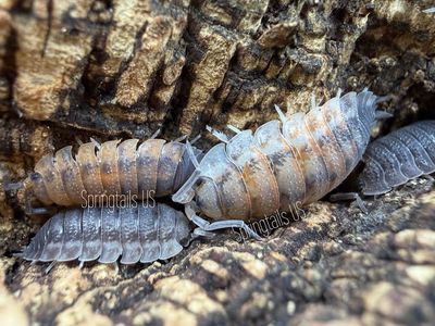 10ct Agni Kai (Porcellio scaber)