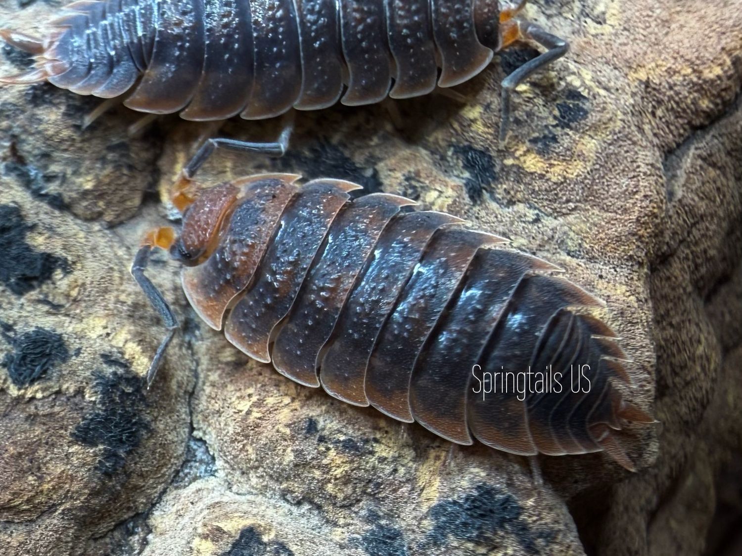 10ct Red Edge (Porcellio scaber)