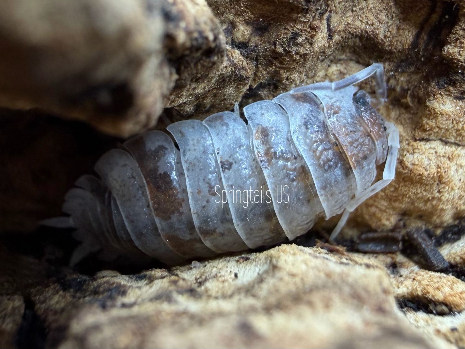 10ct Hot Springs (Porcellio scaber)