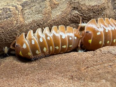 10ct Montenegro Orange Clown (Armadillidium klugii)