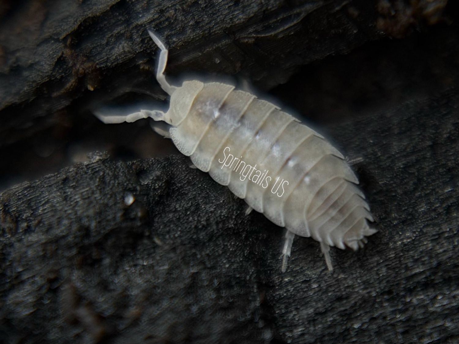 10ct Dwarf White Isopod (Trichorhina tomentosa)