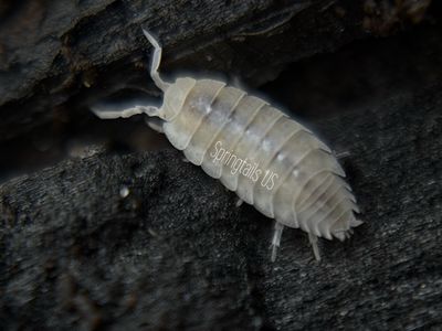 10ct Dwarf White Isopod (Trichorhina tomentosa)