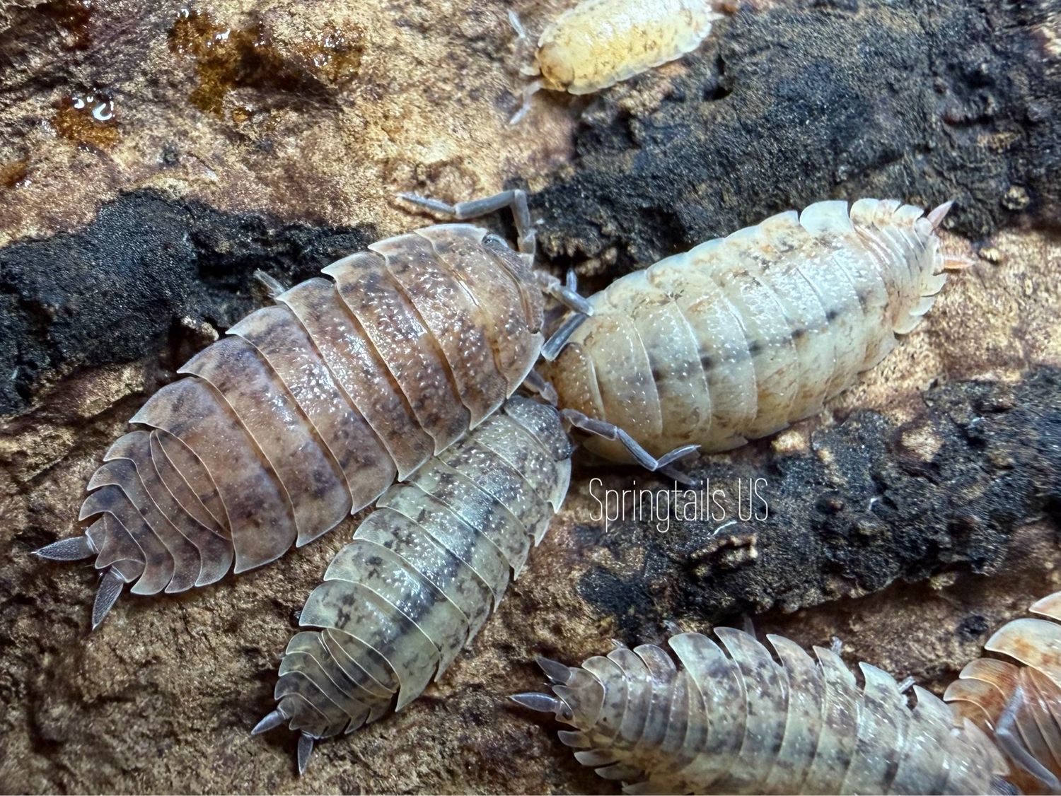 10ct Orin's Calico (Porcellio scaber)
