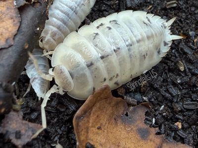 10ct Vanilla Bean (Porcellio laevis)
