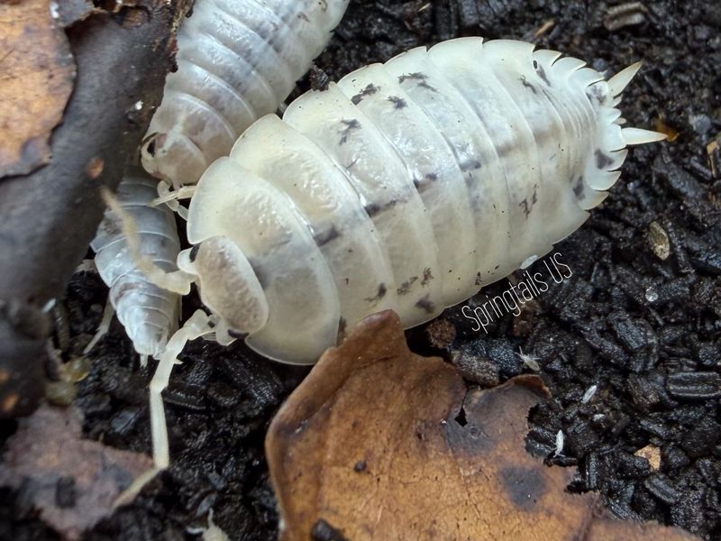 10ct Vanilla Bean (Porcellio laevis)