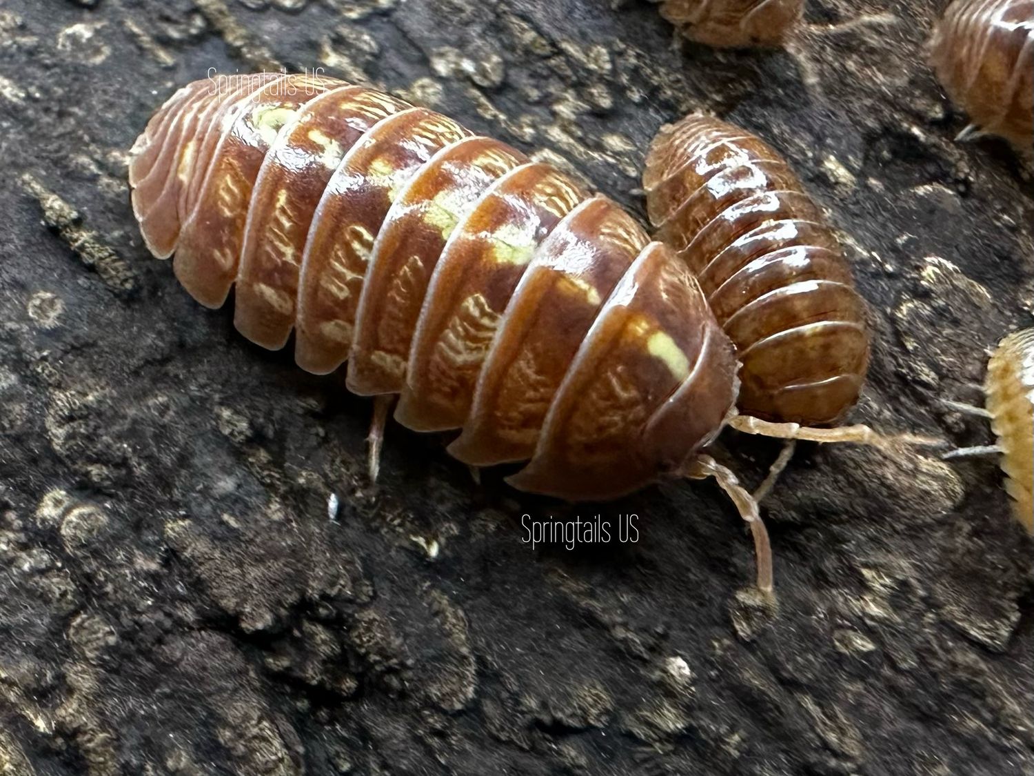10ct Orange Vigor (Armadillidium vulgare)