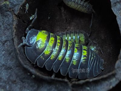 10ct Basalt &amp; Sunflower (Armadillidium vulgare)