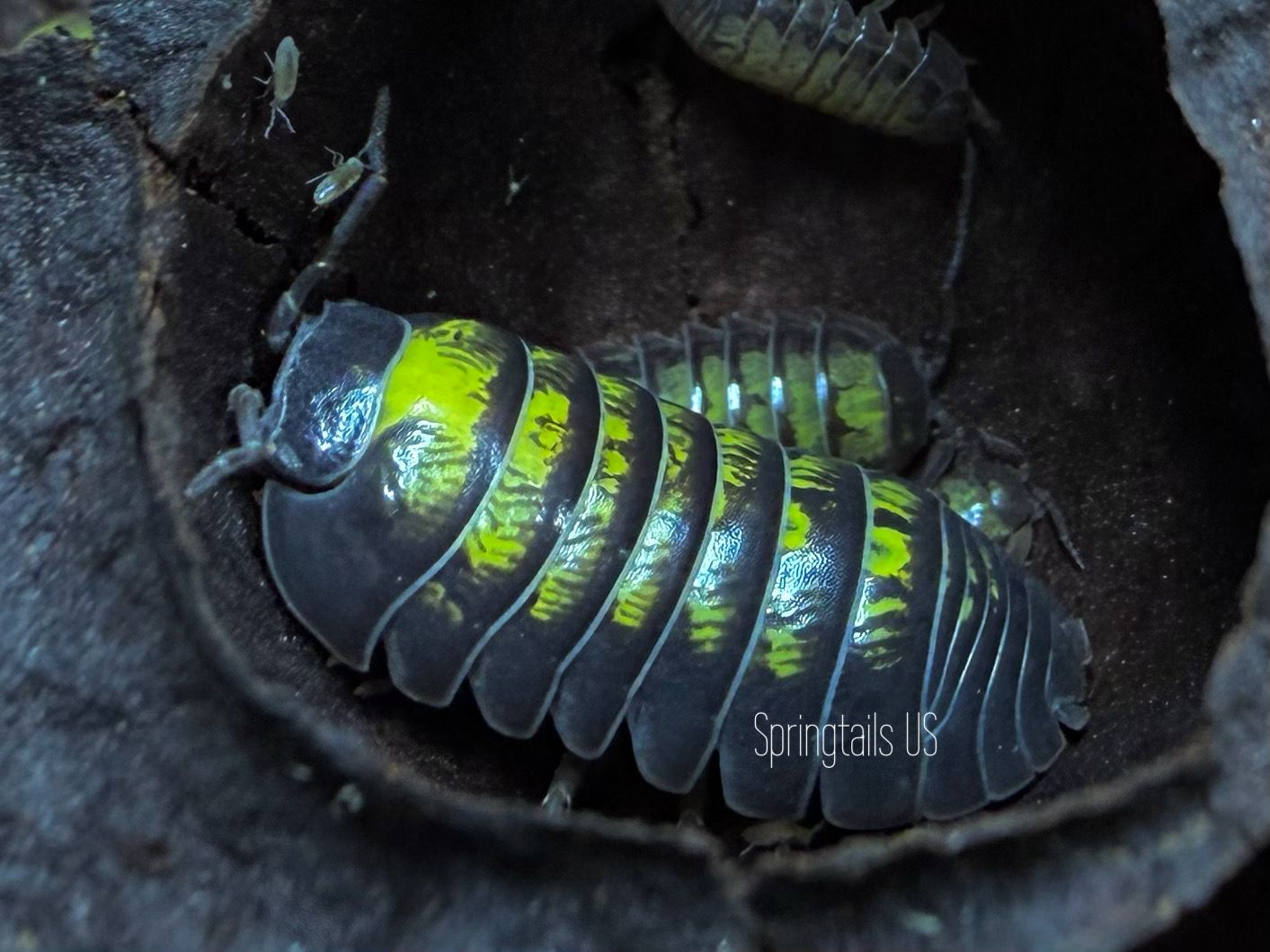 10ct Basalt &amp; Sunflower (Armadillidium vulgare)