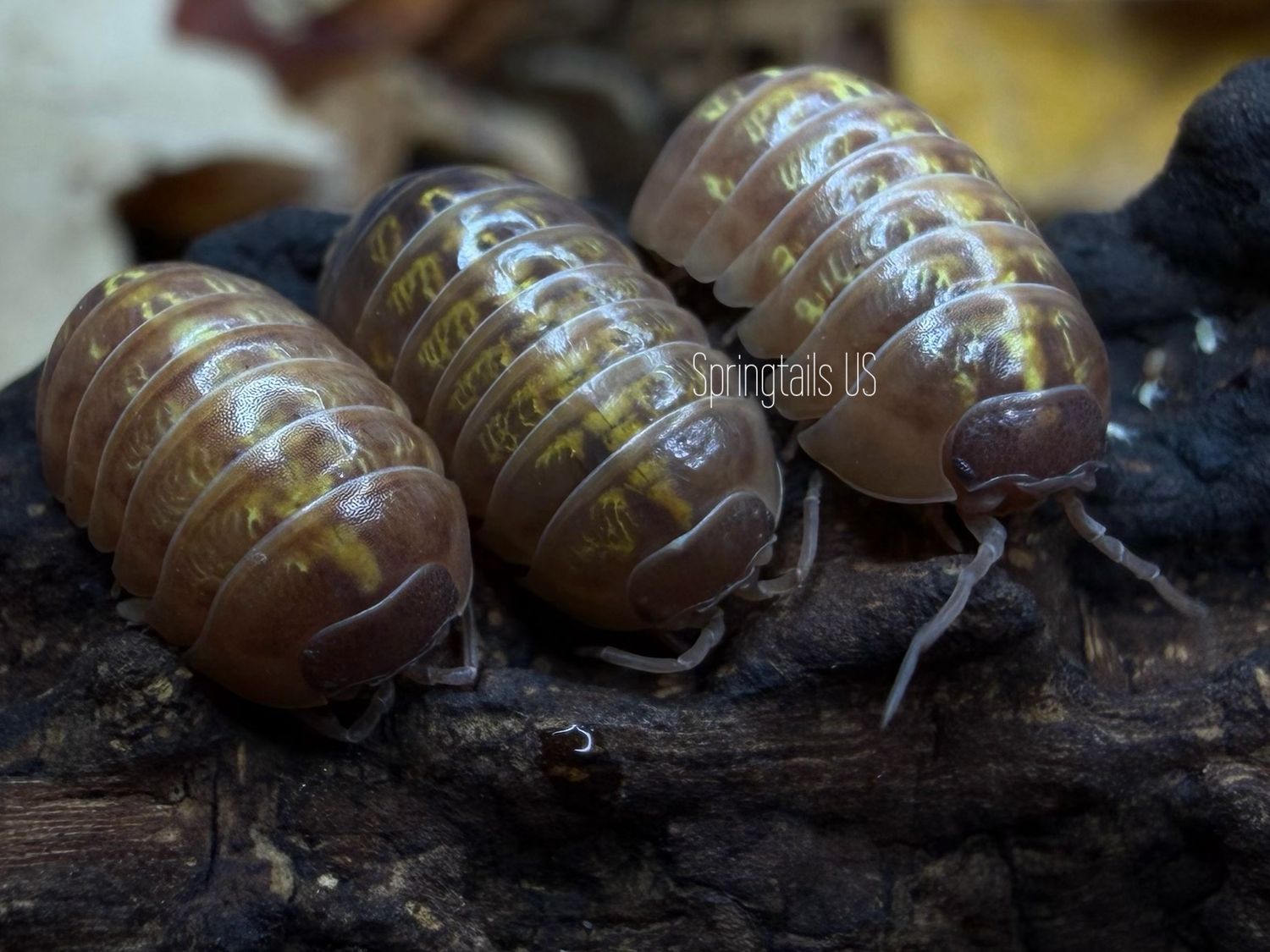 10ct Pennypack Gold (Armadillidium vulgare)