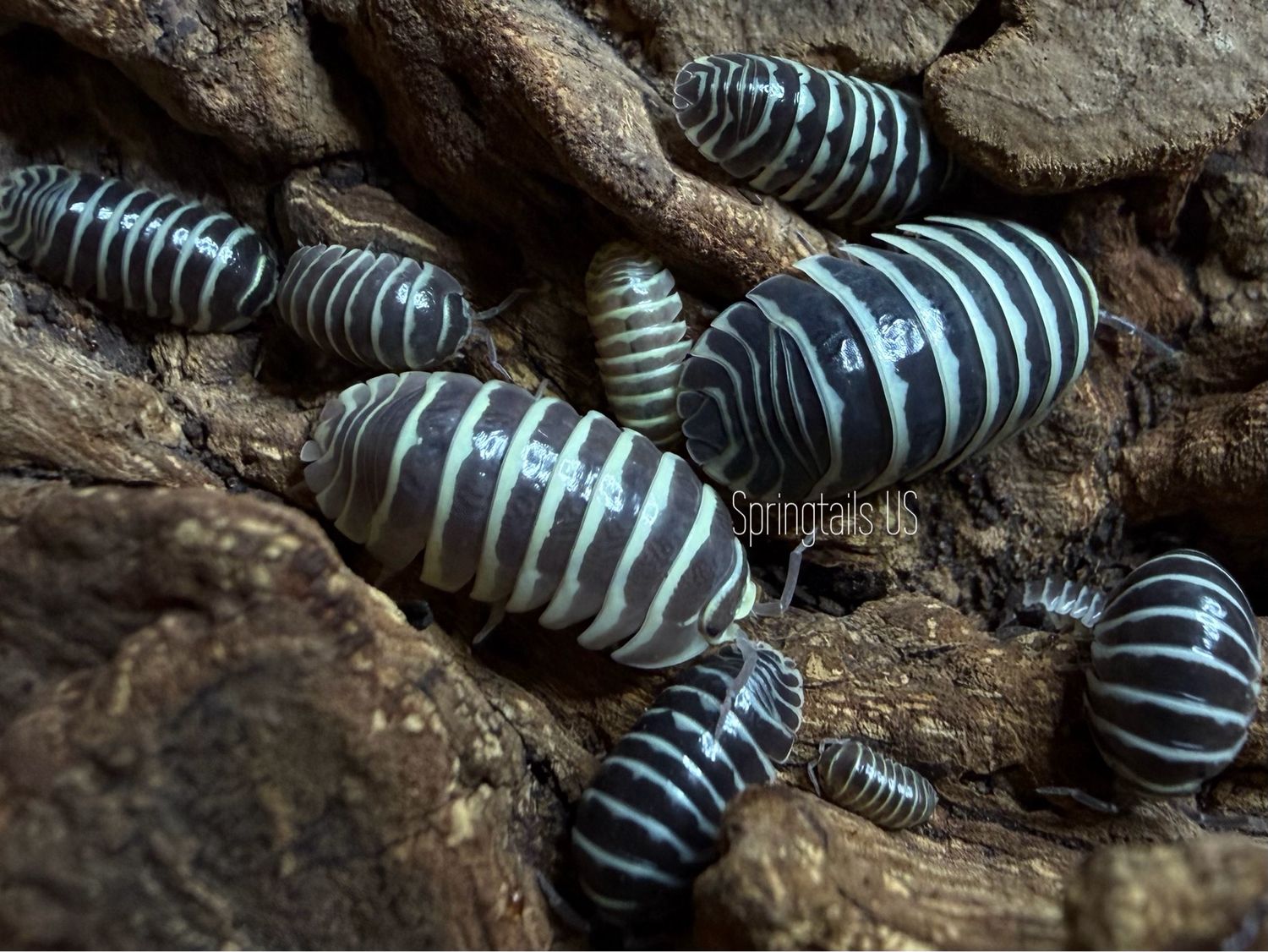 10ct “2014 Import Line” Zebra Isopods (Armadillidium maculatum)