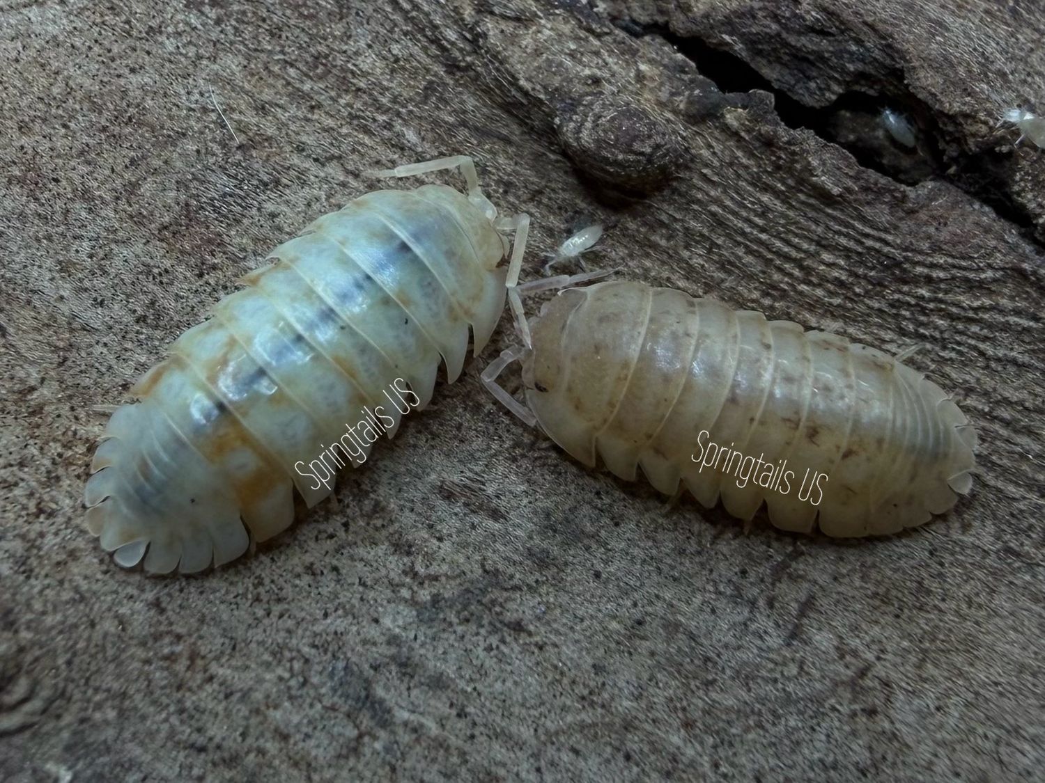 10ct Gold Flake Jelly Bean (Armadillidium nasatum)