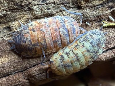 10ct ROY G BIV (Porcellio scaber)