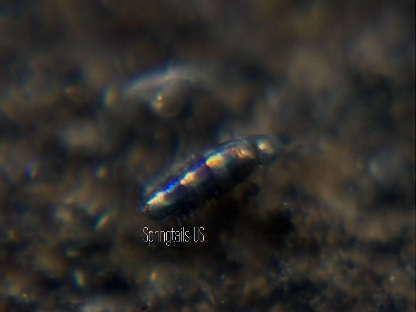 30ct Lepidocyrtus fimicolus