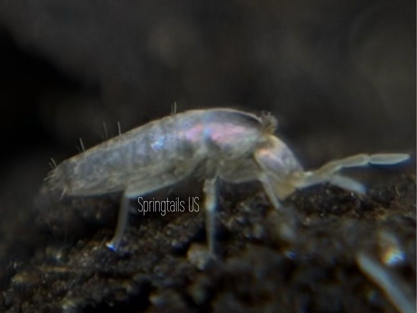 25ct Pseudosinella folsomi
